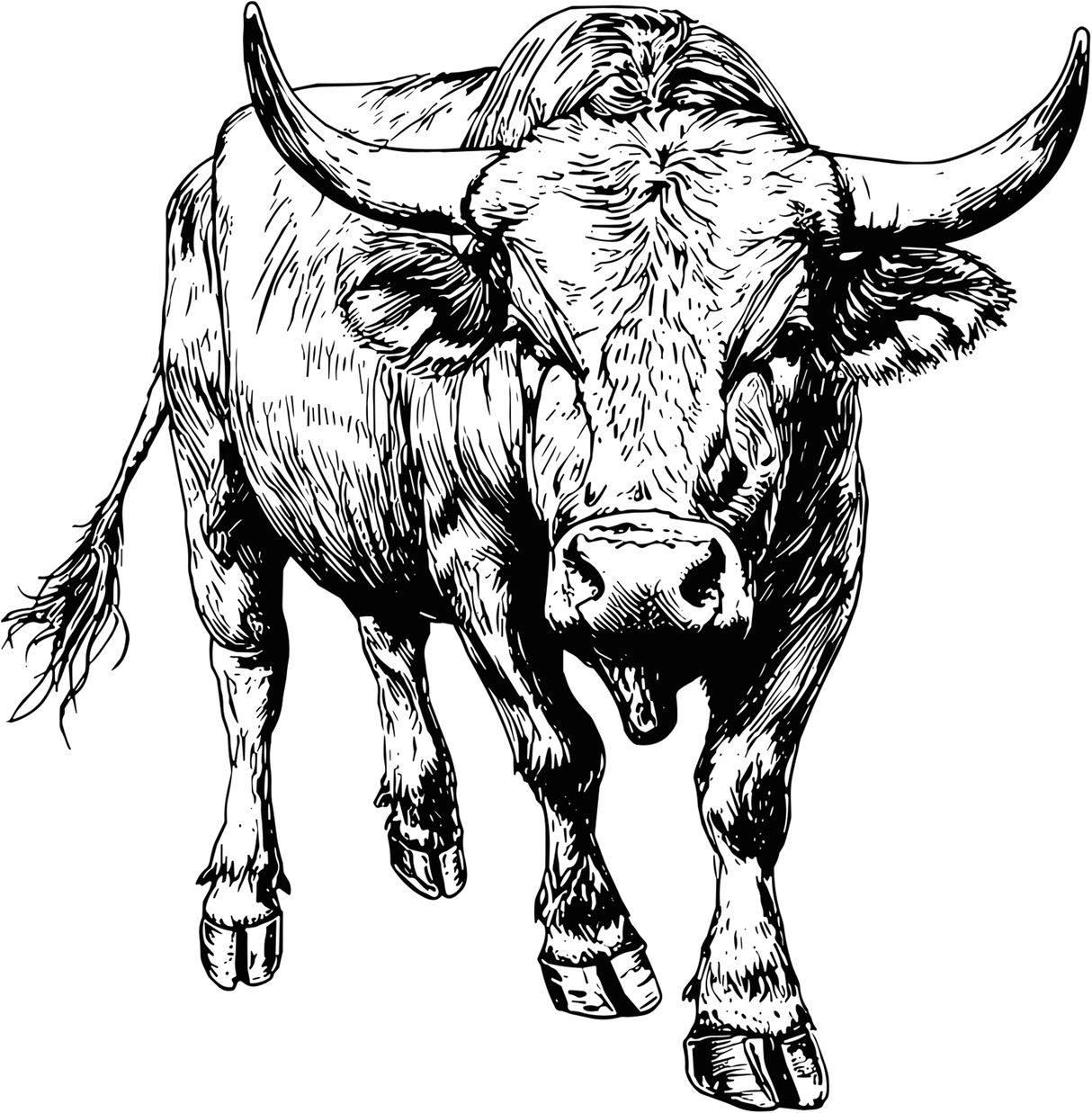 Bull B&W - Animals DTF Transfers