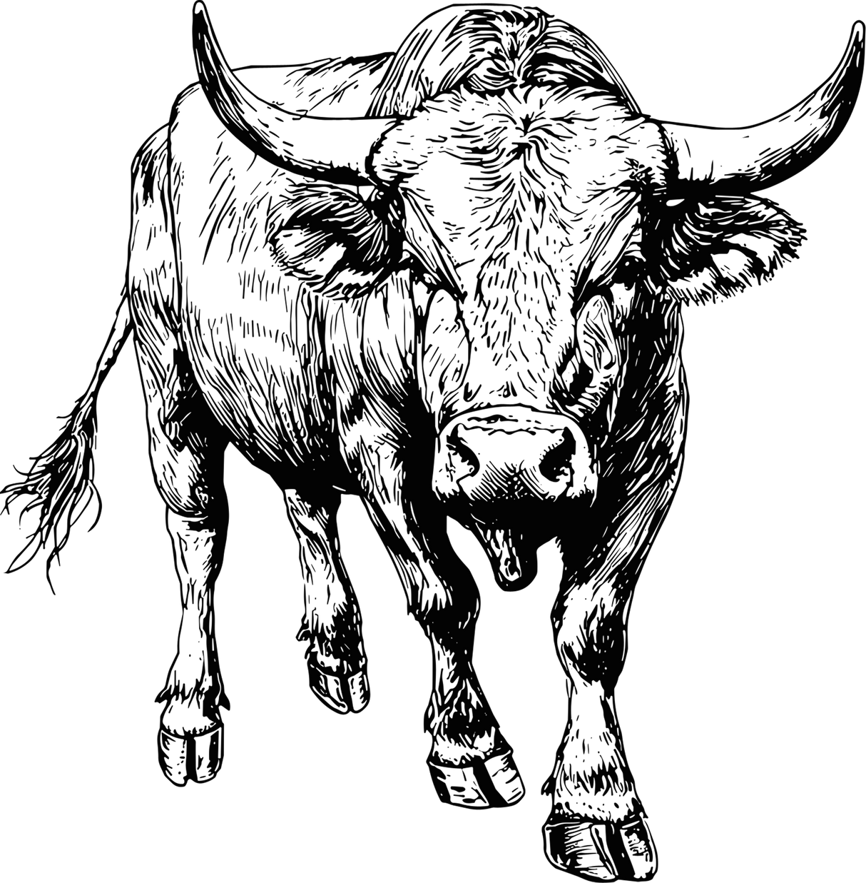 Bull B&W - Animals DTF Transfers