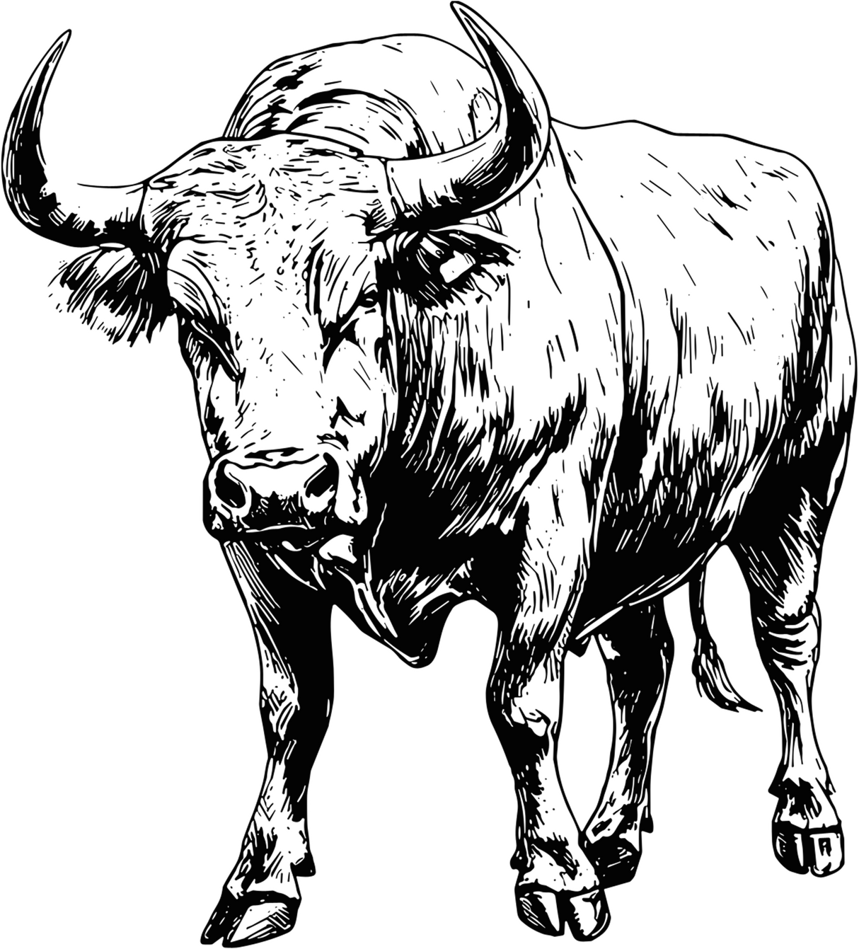 Bull Standing - Animals DTF Transfers