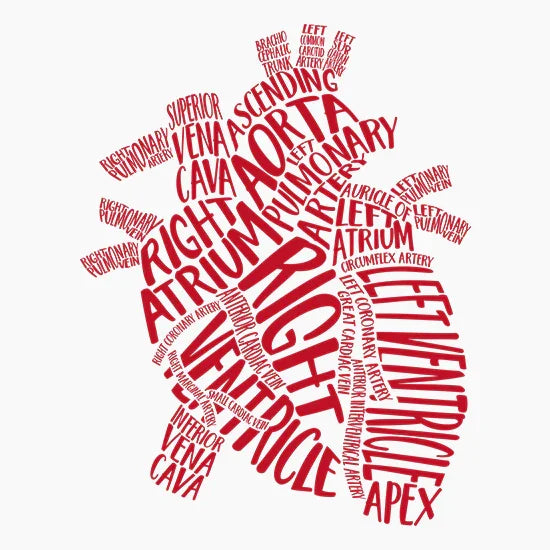 Red typographic heart illustration labeling right atrium, right ventricle, left atrium, left ventricle, aorta, veins, and arteries