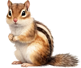Chipmunk - Animals DTF Transfers