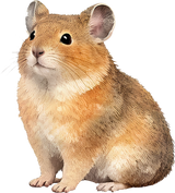 American Pika - Animals DTF Transfers