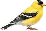 American Goldfinch - Animals DTF Transfers