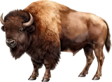American Bison - Animals DTF Transfers