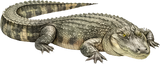 American Alligator - Animals DTF Transfers