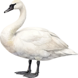 Trumpeter Swan - Animals DTF Transfers