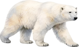 Polar Bear - Animals DTF Transfers