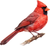 Northern Cardinal - Animals DTF Transfers