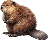American Beaver - Animals DTF Transfers