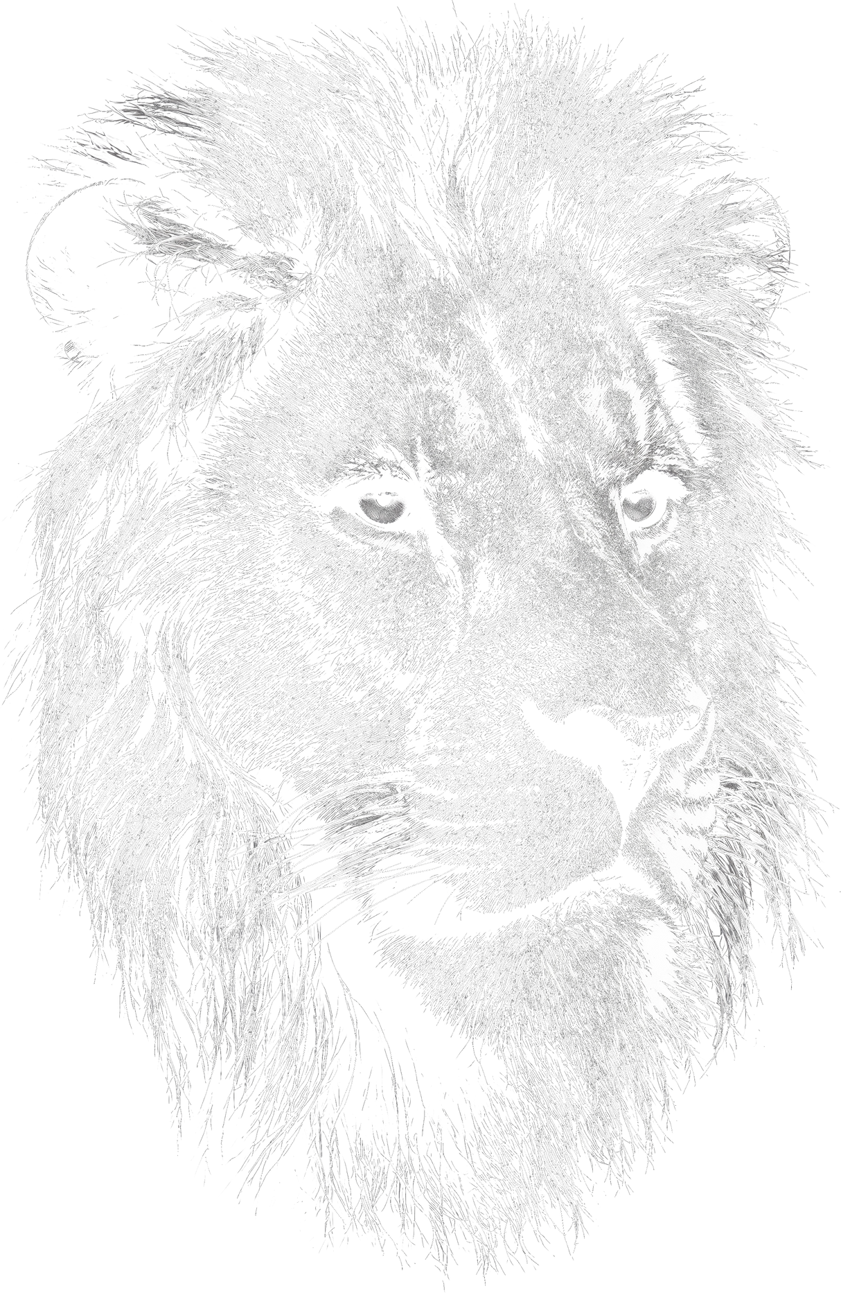 Lion B&W - Animals DTF Transfers