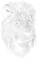 Lion B&W - Animals DTF Transfers