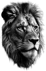 Lion B&W - Animals DTF Transfers