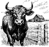 Bull In Farm - Animals DTF Transfers