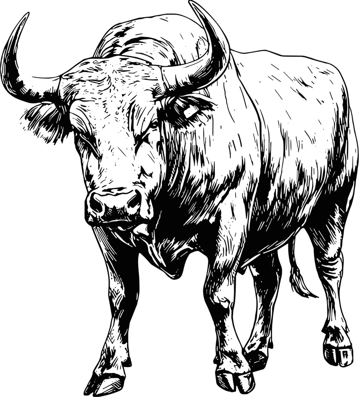 Bull Standing - Animals DTF Transfers