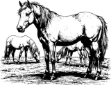 Horses Grazing - Animals DTF Transfers
