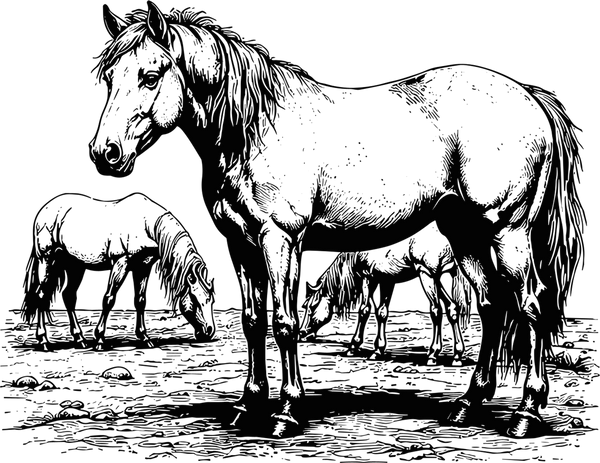 Horses Grazing - Animals DTF Transfers