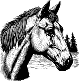 Horse Portrait B&W - Animals DTF Transfers