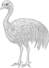 Emu B&W - Animals DTF Transfers