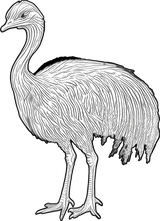 Emu B&W - Animals DTF Transfers