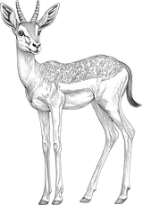 Antelope B&W - Animals DTF Transfers