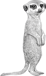 Meerkat B&W - Animals DTF Transfers