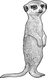 Meerkat B&W - Animals DTF Transfers