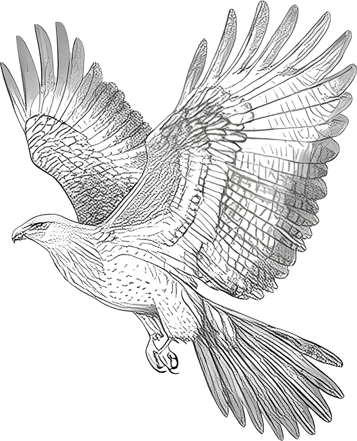 Eagle B&W - Animals DTF Transfers