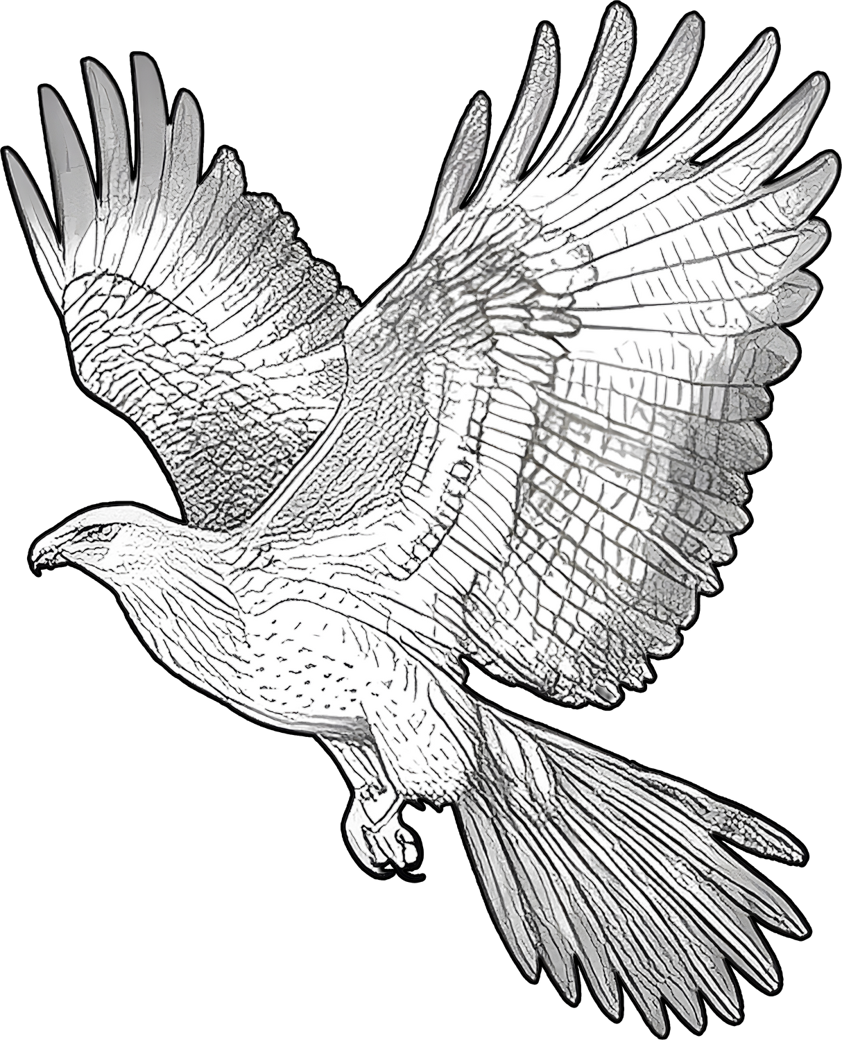 Eagle B&W - Animals DTF Transfers