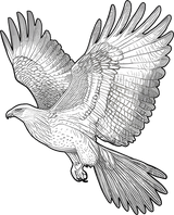 Eagle B&W - Animals DTF Transfers