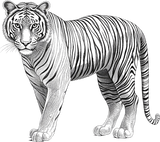 Tiger B&W - Animals DTF Transfers