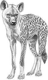 Spotted Hyena B&W - Animals DTF Transfers