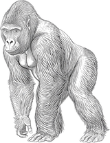 Gorilla B&W - Animals DTF Transfers