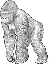 Gorilla B&W - Animals DTF Transfers