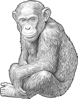 Chimpanzee B&W - Animals DTF Transfers