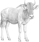 Wildebeest B&W - Animals DTF Transfers