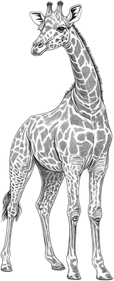 Giraffe B&W - Animals DTF Transfers