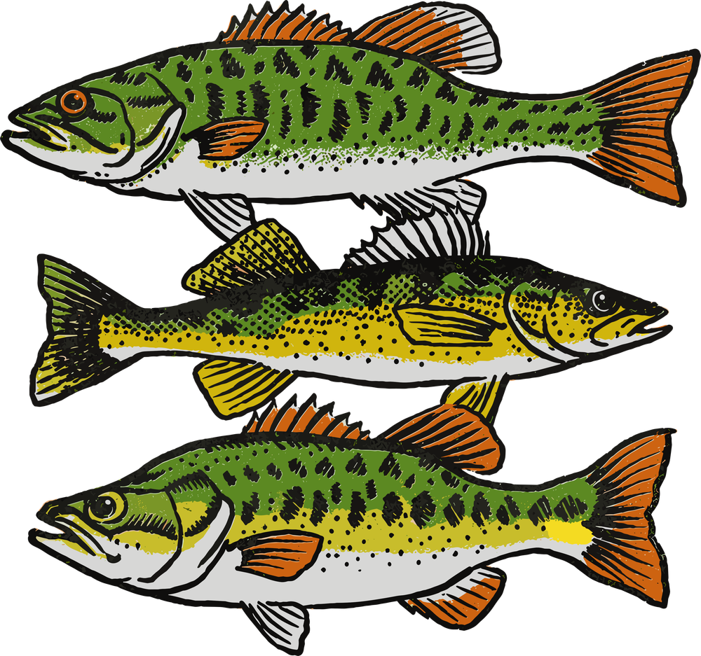 Bass - Fishing DTF Transfers