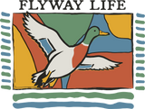 Flyway Life - Hunting DTF Transfers