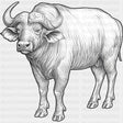 African Buffalo B&W - Animals DTF Transfers - Adult Unisex - S & M (10’’) / Dark Color Design (See Imaging)