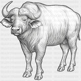 African Buffalo B&W - Animals DTF Transfers - Adult Unisex - S & M (10’’) / Dark Color Design (See Imaging)