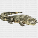 American Alligator - Animals DTF Transfers
