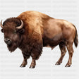 American Bison - Animals DTF Transfers