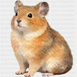 American Pika - Animals DTF Transfers