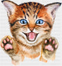 Angry Cat - Cats DTF Transfer