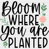 Bloom Where You Are Planted - Spring DTF Transfer Adult Unisex - S & M (10’’) / Dark Color Design (See Imaging)