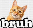 Bruh Orange Tabby Cat - Cats DTF Transfer