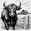 Bull In Farm - Animals DTF Transfers - Adult Unisex - S & M (10’’) / Dark Color Design (See Imaging)