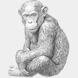 Chimpanzee B&W - Animals DTF Transfers - Adult Unisex - S & M (10’’) / Light Color Design (See Imaging)