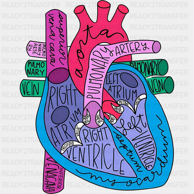 Colorful Heart Anatomy - Cardiac Nurse DTF Transfers ready2transfer Dark Color Design (See Imaging)
