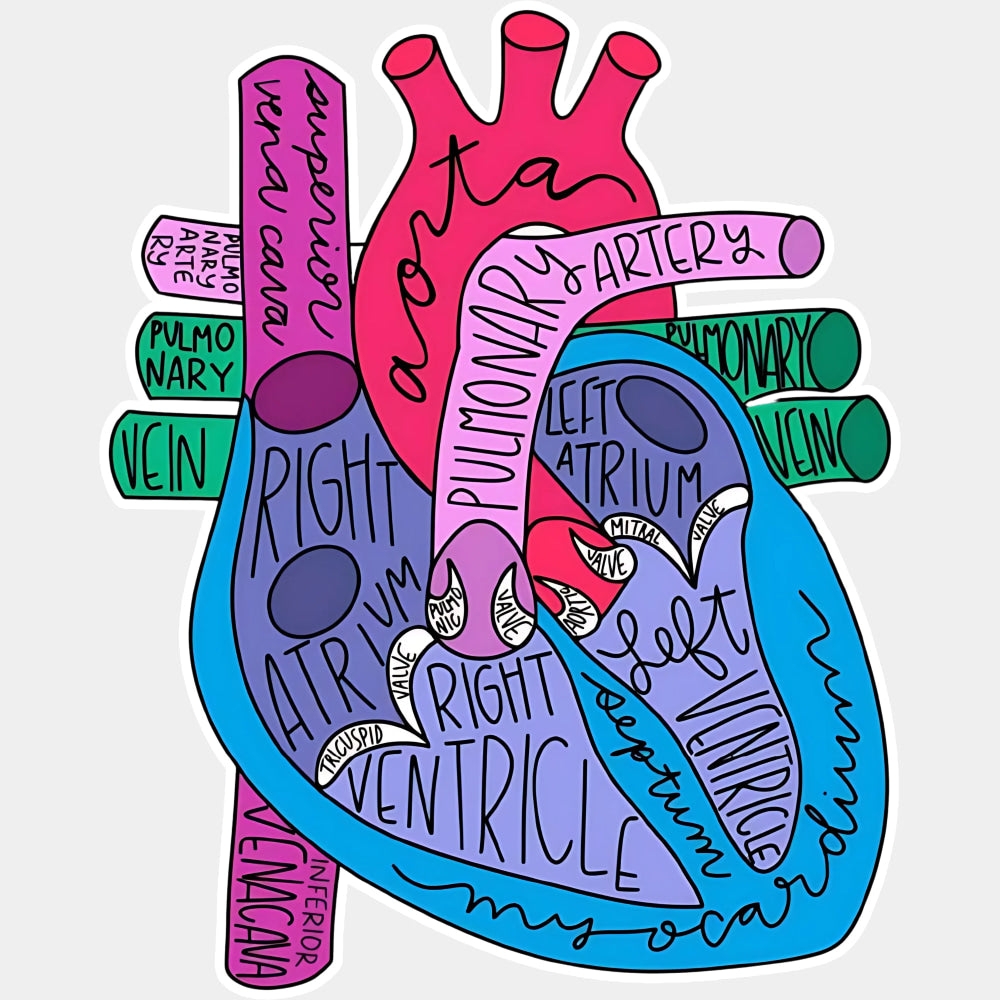 Colorful Heart Anatomy - Cardiac Nurse DTF Transfers ready2transfer Light Color Design (See Imaging)